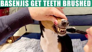 Basenjis Get Teeth Brushed In Tent Bed [upl. by Marv]