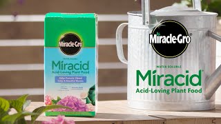 How to Use MiracleGro® Water Soluble Miracid® AcidLoving Plant Food [upl. by Fruma]