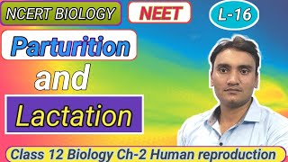 Parturition and Lactation l 12 Ncert Biology l Human reproduction L16 neet biology upboard [upl. by Eicam]