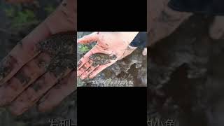 佛羅里達沼澤地發現神秘藍色小龍蝦，到底是怎么回事？ 钓鱼 捕鱼 户外捕鱼 河中巨怪 杰瑞米瓦德 [upl. by Liddle733]