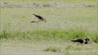 Vroege Vogels  Scholekster zoekt naar wormpjes [upl. by Atikin755]