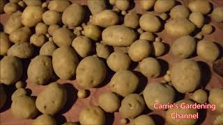 potato harvesting video when to harvest potatoes how to dry your potatoes for storage [upl. by Noevart]