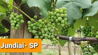 Conhecendo A Rota do Vinho em Jundiaí  SP [upl. by Ruenhcs889]