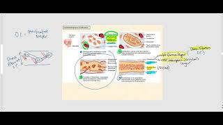 Lecture Video 4 Bone Tissue [upl. by Andria]