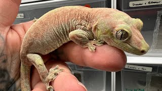 Showing off and Handful of Rhacodactylus chahoua New Caledonian Mossy Geckos [upl. by Elpmet173]