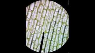 Moving chloroplasts in elodea  living plant cell darrellbarnes darrelldbarnes [upl. by Hamal]