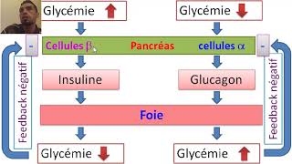 La régulation de la glycémie 1BAC SC EX BIOFتنظيم تحلون الدم [upl. by Enirol]