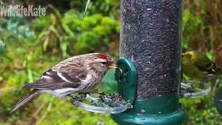 Feb 20 Goldfinch redpoll siskin visitors [upl. by Cherrita]