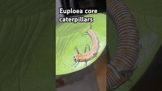 Euploea core caterpillars viralvideo bug butterfly [upl. by Sotsirhc]