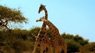 Viral Video Most Violent Giraffe Fight Ever  Good Morning America  ABC News [upl. by Acsicnarf]