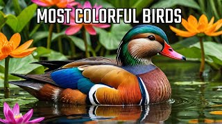 Live Colorful Birds  Wonderful Bird Songs  Stress Relief and Healing [upl. by Landbert675]