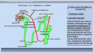 Lecția 32 Fiziologia sistemului excretor [upl. by Hans910]