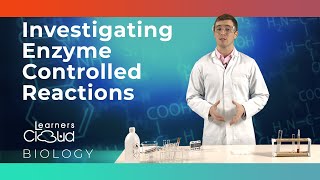 Investigating enzyme controlled reactions [upl. by Paige]