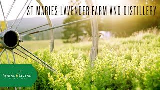 St Maries Lavender Farm and Distillery  Young Living Essential Oils [upl. by Alyehc634]