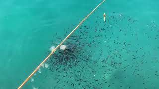 Fishing the marina in Sliema Malta [upl. by Adeuga]