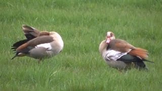 NijlganzenEgyptische Ganzen gespot in een weiland aan de Moergestelseweg in Oisterwijk [upl. by Eiro]