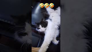 Ay haly tak manjy no hi lga punjabi dialogue funny cat animallover petsvloging [upl. by Hadwin350]