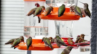 Hummingbird Feeders with Relaxing Background Music [upl. by Auqenwahs]