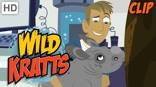 Wild Kratts  Why We Love Nature and Wild Animals [upl. by Aynotan]