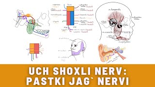 UCH SHOXLI NERV 4QISM  PASTKI JAG NERVINMANDIBULARIS [upl. by Crowe529]