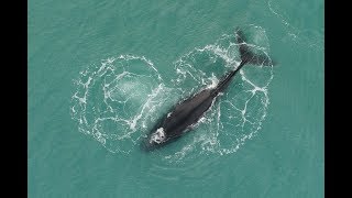 Antarctica  Humpback whales  Гърбати китове [upl. by Fiertz]