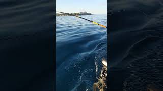 Trolling from the Kayak in Roatan’s Waters—Tuna on the Line 🚣‍♂️🐟 KayakFishing RoatanReef [upl. by Yrneh]