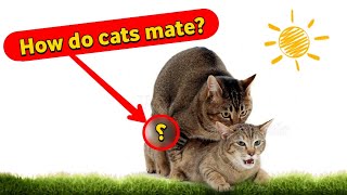 How do cats mate Secrets of mating between a male and a female cat [upl. by Bahr]