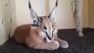 Caracal kitten karakulak kedisi [upl. by Pfosi689]