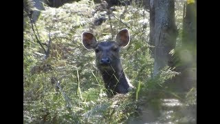 Summer Sambar Theres deer everywhere [upl. by Nedroj8]