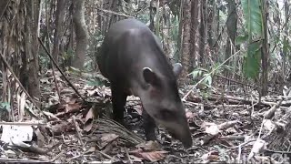 muitos mateiros e catingueiros  anta  paca  tatu  catitus [upl. by Finbur]