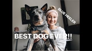 AUSTRALIAN CATTLE DOG EVERYTHING YOU NEED TO KNOW ABOUT BLUE HEELERS [upl. by Isia]