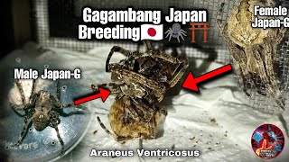 Gagambang Japan BreedingAraneus VentricosusMakabuo kaya sila🤔 [upl. by Spaulding]