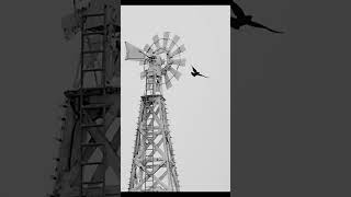 Raven Spins Iconic Spenard Windmill in Anchorage Alaska [upl. by Nauqas]