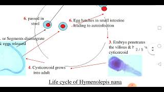 Hymenolepis nana بالعربية [upl. by Edina675]