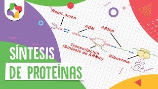 Síntesis de proteínas  Biología  Educatina [upl. by Ilenay]