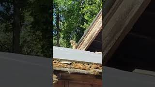 California ground squirrel sounding the alarm shorts [upl. by Griseldis940]