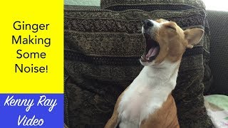 Basenji Singing [upl. by Liddie547]