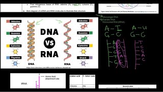 LAMARCKISM  EVOLUTION  Easy to understand [upl. by Enilarak]