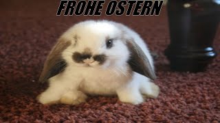 FROHE OSTERN ☺ DerDummbabbler ☺ GERMANDEUTSCH ☺ FaceCam ☺ 4K [upl. by Seagrave]