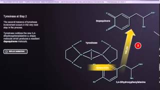 ANATOMY SKIN TYROSINASE PATHWAY [upl. by Rhys515]