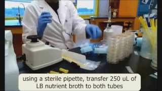 AP BiologyInvestigation 8Bacterial Transformation Lab Walkthrough [upl. by Soluk]