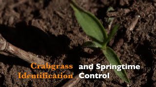 Crabgrass Identification and Springtime Control [upl. by Glenn]