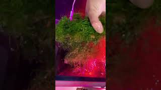 How To Successfully Cultivate And Maintain Marine Chaetomorpha Algae In Your Aquarium [upl. by Mitran29]