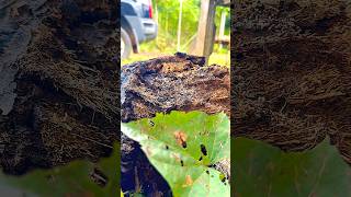 TERMITE JUGGLING DEBRIS😮 [upl. by Mateo]