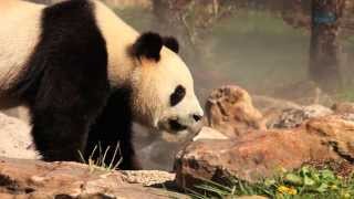 Giant Panda Zoo Awards  Beauval distingué [upl. by Mota766]