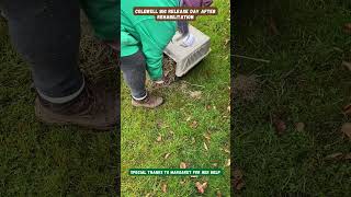 Colewell BIG RELEASE DAY  Hornbeam Wood Hedgehog Sanctuary [upl. by Annunciata]