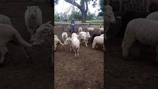 La elegida para la parrilla🫢campo asado cordero oveja [upl. by Riggall]