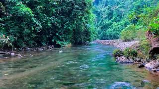 Nature sounds for sleeping  Babbling brook sounds relax ASMR [upl. by Carpio]