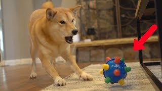 Dog Reacts to EXTREMELY Bouncy Ball [upl. by Luigino]