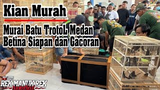 MAKIN MURAH  Murai Batu TrotoL Medan  Betina Siapan dan Gacoran [upl. by Herwick]